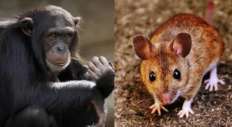 a photo of a chimpanzee and a rodent
