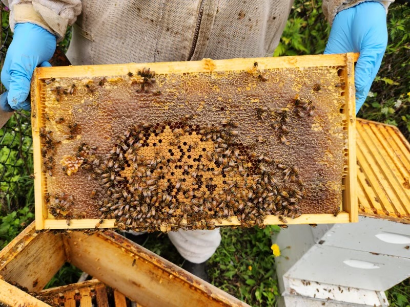 Whole honeycomb frame, filled with raw honey comb and honey.lled with pure honey. Naturally made by our honeybees