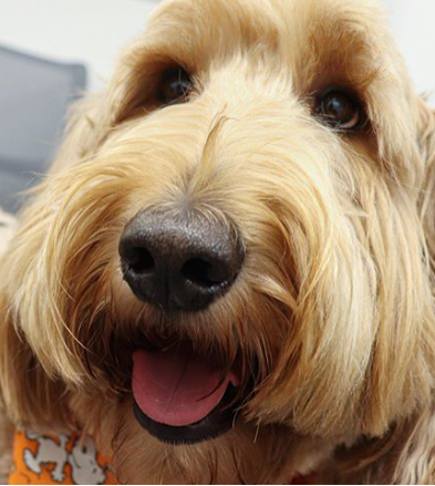 Close-up image of an adult goldendoodle dog.