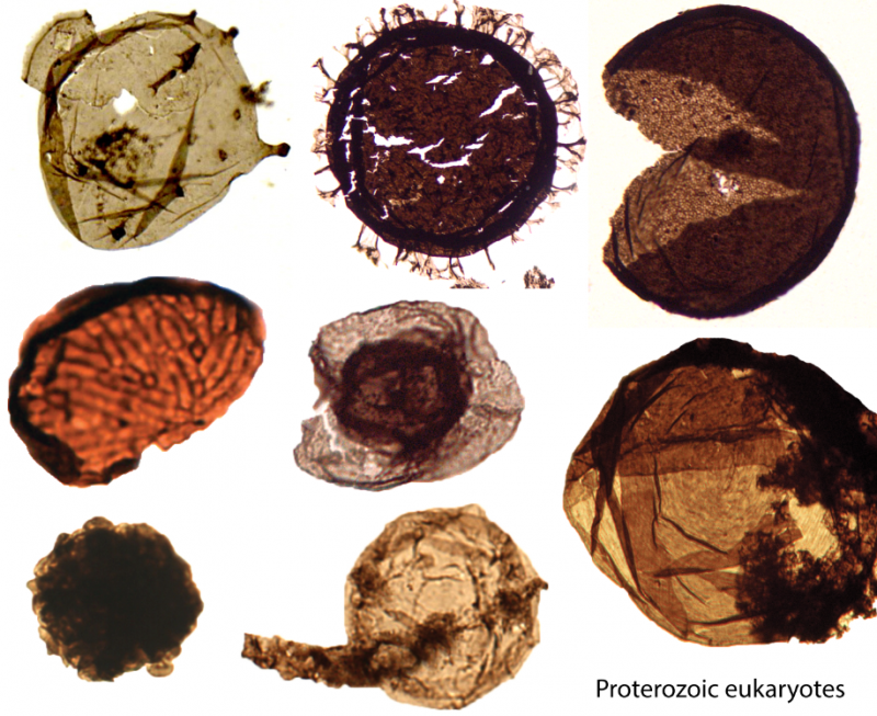 Photomicrographs of eukaryotic organic-walled microfossils (acritarchs) from Precambrian strata.