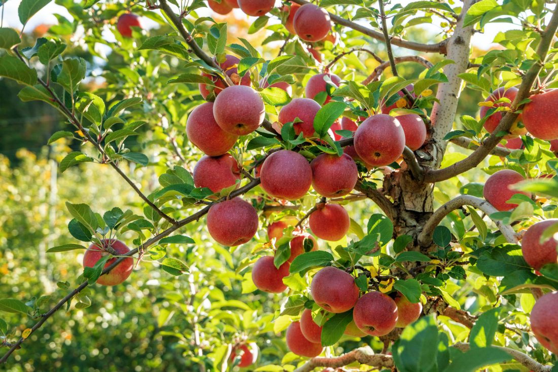 Apples on an apple tree in Syracuse University’s backyard, Central New York.