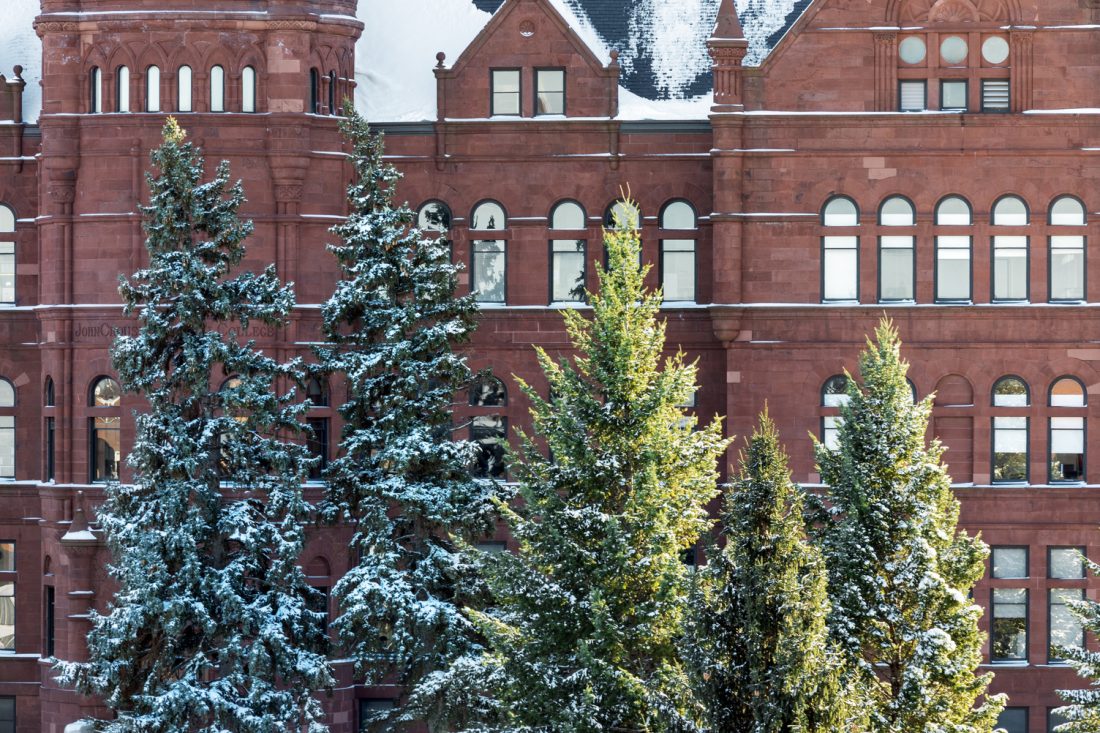Pine trees with snow in front of Crouse College