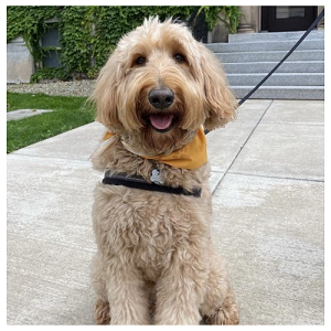 A friendly, fluffy dog wearing a bandana, sitting happily outdoors