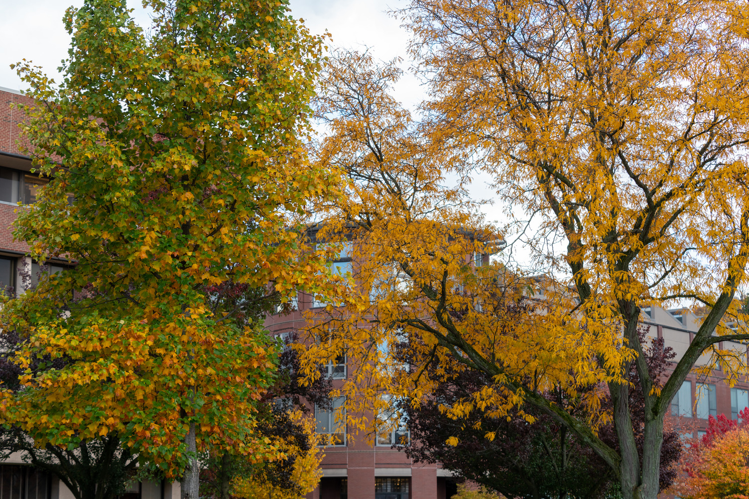 Fall foliage in front of Shaffer Art Building.