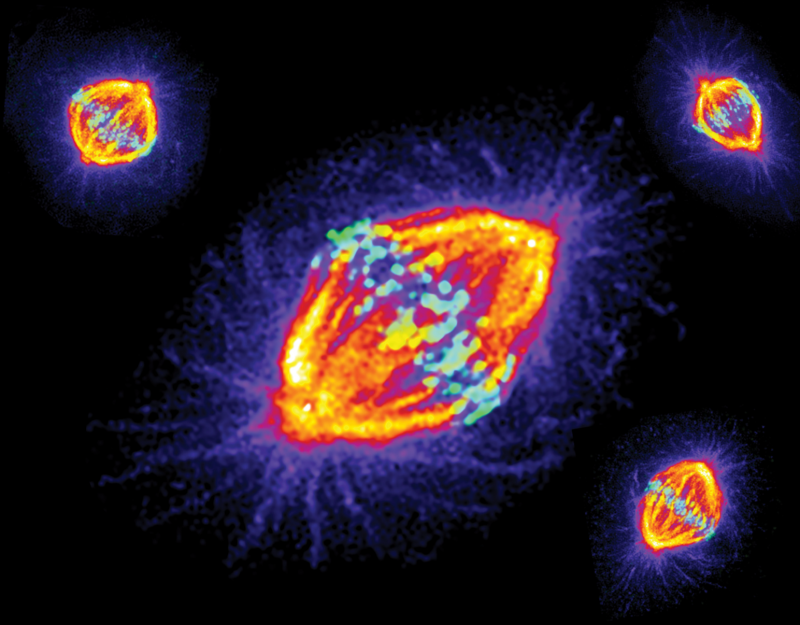 multicolor image of magnified cells