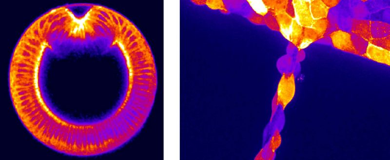 Fluorescence microscopy images of groups of cells in developing embryos show specific patterns of cytoskeletal filaments throughout the tissue.