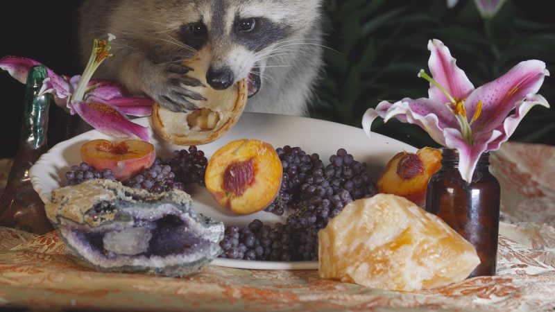 Raccoon eating a pastry