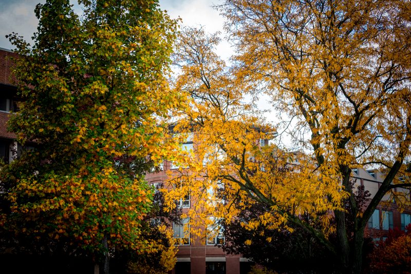 Fall foliage in front of Shaffer Art Building.