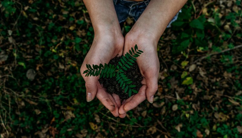 An image of a pair of hands holding a pile of soil with a small green leafed plant growing out of it.