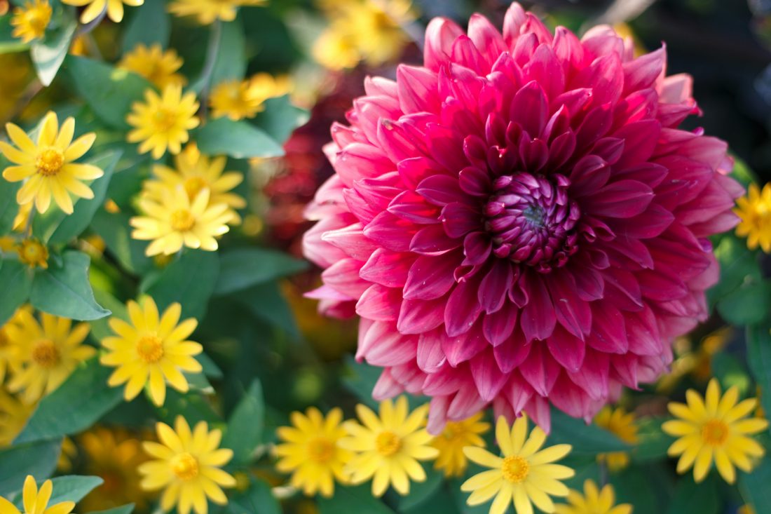 Flowers at the LDS temple.