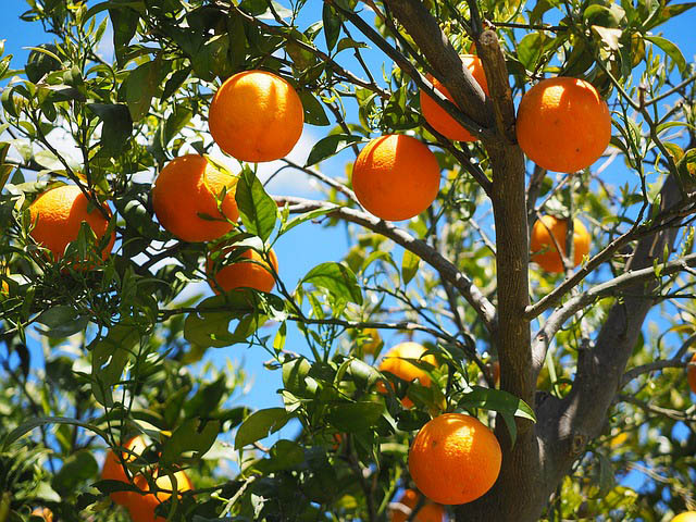 Orange tree