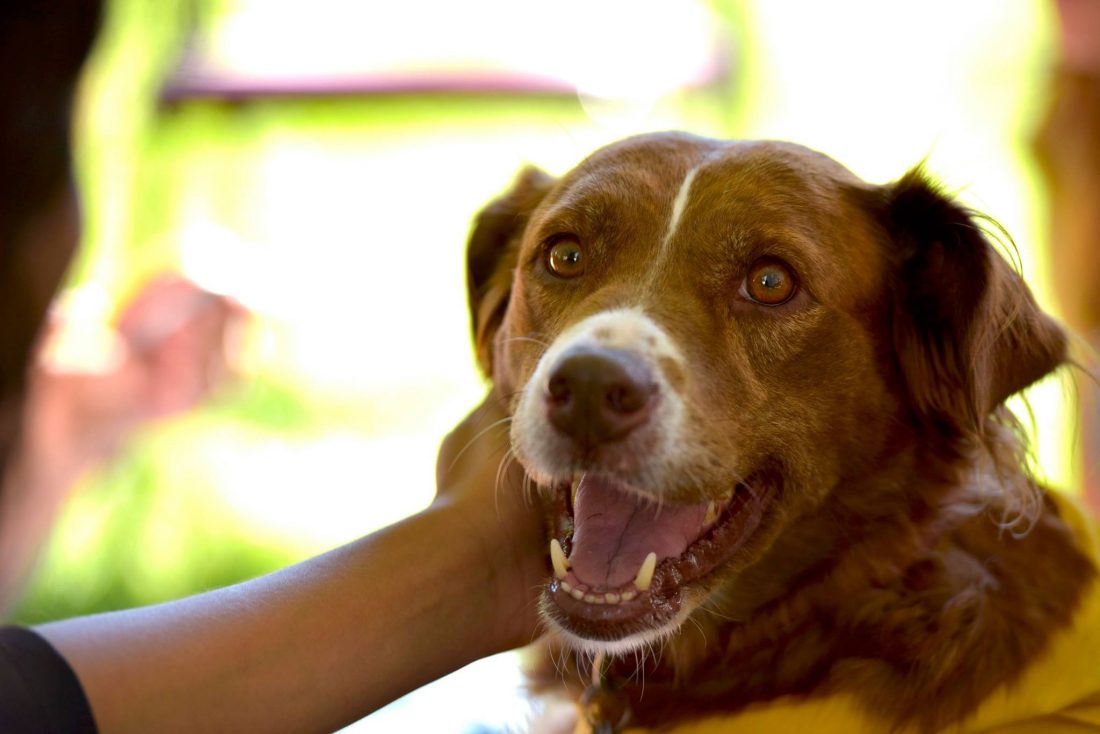 pet therapy dog