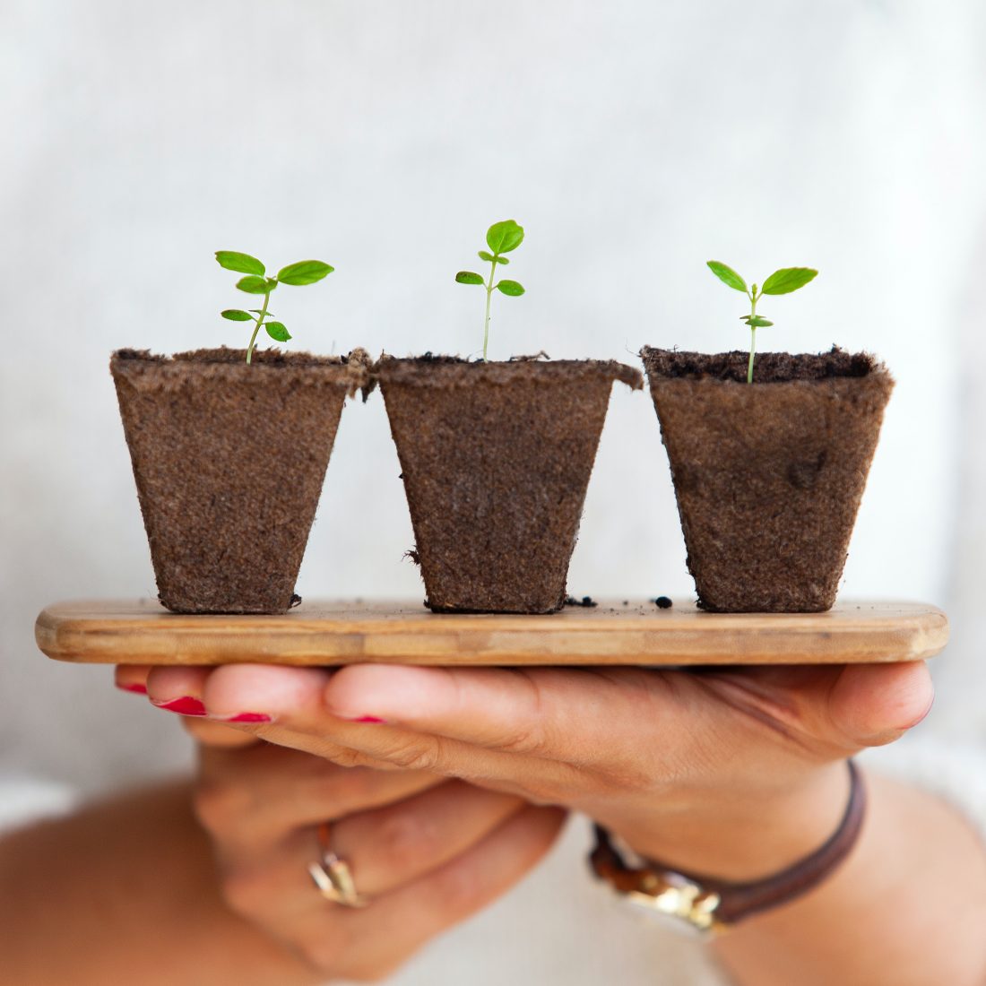 A picture of three small green leafed plants.