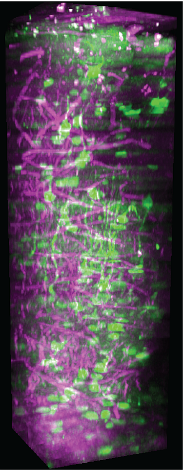 3-photon image of a vertical column in awake mouse visual cortex. Green color represents neurons and magenta color represents blood vessels in the cortex and myelin fibers in the white matter.