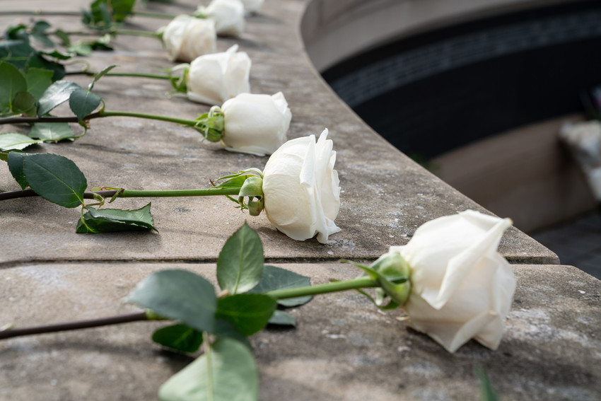 Six white roses with long stems laying on a stone wall in a semi circle